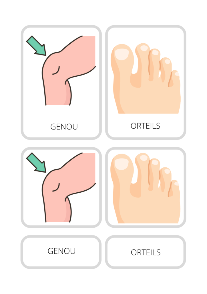 Carte de Nomenclature Montessori - Les Bases de l'Anatomie